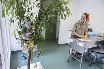 Koala (Phascolarctos cinereus) sick with KoRV retrovirus climbing an artificial tree near hospital manager Patricia Swift, Currumbin Wildlife Hospital, Queensland, Australia