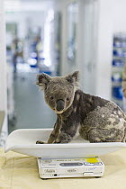 Koala (Phascolarctos cinereus) male with KoRv retrovirus being weighed, Currumbin Wildlife Hospital, Queensland, Australia
