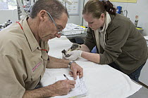 Koala (Phascolarctos cinereus) joey sick with a urinary tract infection being treated by veterinarian Vere Nicolson and Senior Widlife Officer Kate Mearn, Dreamworld, Queensland, Australia
