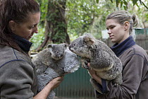 Koala (Phascolarctos cinereus) mother and her eight-month-old joey held by caretakers Rebecca McClean and Amanda Taylor during veterinary exam/nCurrumbin Wildlife Sanctuary, Queensland, Australia