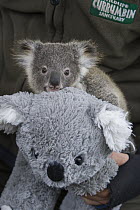 Koala (Phascolarctos cinereus) eight-month-old joey clinging to stuffed animal during veterinary procedure, Currumbin Wildlife Sanctuary, Queensland, Australia