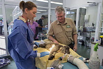 Koala (Phascolarctos cinereus) male sick with chlamydia being examined by veterinarian Michael Pyne and hospital manager Patricia Swift, Currumbin Wildlife Hospital, Queensland, Australia