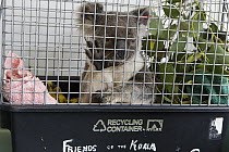 Koala (Phascolarctos cinereus) male sick with chlamydia, Currumbin Wildlife Hospital, Queensland, Australia