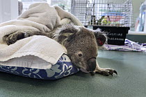 Koala (Phascolarctos cinereus) male sick with chlamydia, Currumbin Wildlife Hospital, Queensland, Australia