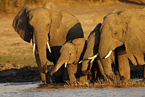 African Elephant (Loxodonta africana) herd at the bank of the Chobe River, Chobe National Park, Botswana
