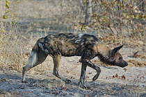 African Wild Dog (Lycaon pictus) in stalking pose, Okavango River Delta, Botswana