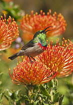 Southern Double-collared Sunbird (Cinnyris chalybeus) male on Pincushion (Leucospermum sp) protea flower, Kirstenbosch Garden, Cape Town, South Africa