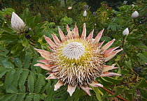 King Protea (Protea cynaroides), Cape Peninsula, South Africa