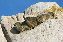 Rock Hyrax (Procavia capensis) group on boulder, Cape of Good Hope, Cape Peninsula, South Africa