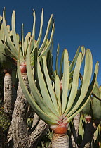 Fan Aloe (Aloe plicatilis) in fynbos habitat, Western Cape, South Africa