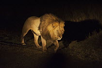 African Lion (Panthera leo) male in spotlight, Okavango River Delta, Botswana