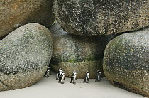 Black-footed Penguin (Spheniscus demersus) group walking near huge stones, Boulders Beach, Cape Peninsula, South Africa