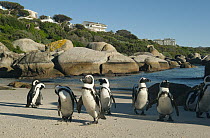 Black-footed Penguin (Spheniscus demersus) group near beachside neighborhood, Boulders Beach, Cape Peninsula, South Africa