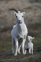 Dall's Sheep (Ovis dalli) female and lamb, Alaska