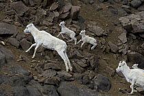 Dall's Sheep (Ovis dalli) group climbing rocky hillside, Alaska
