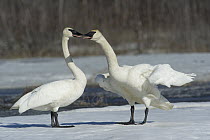 Trumpeter Swan (Cygnus buccinator) pair, Alaska