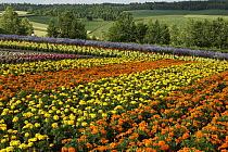 Flower garden, Hokkaido, Japan