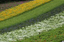 Flower crops on hillside, Hokkaido, Japan
