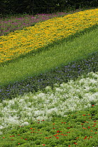 Flower crop on hillside, Hokkaido, Japan