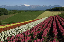 Garden Snapdragon (Antirrhinum majus) flower crop field, Hokkaido, Japan