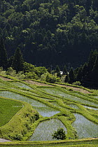 Rice (Oryza sativa) paddies on terraced hills, Shiga, Japan