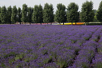 Lavender (Lavandula sp) field in flower, Japan