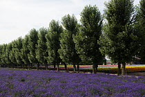 Lavender (Lavandula sp) field and windbreak trees, Japan