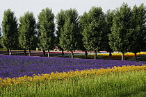 Lavender (Lavandula sp) herb crop in flower, Hokkaido, Japan