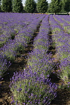 Lavender (Lavandula sp) herb crop in flower, Japan