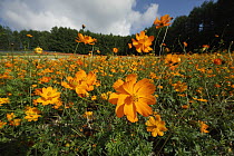 Yellow Cosmos (Cosmos sulphureus) field in flower, Japan