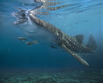 Whale Shark (Rhincodon typus) eating with attendant Remoras (Remora remora), Philippines