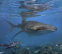 Whale Shark (Rhincodon typus), Oslob, Cebu, Philippines