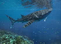 Whale Shark (Rhincodon typus) over reef, Philippines