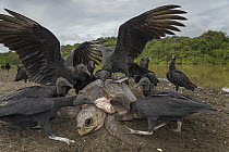 American Black Vulture (Coragyps atratus) group feeding on Olive Ridley Sea Turtle (Lepidochelys olivacea) carcass of female that died after nesting, Ostional Beach, Costa Rica