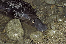 Platypus (Ornithorhynchus anatinus) emerging from water, native to Australia