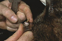 Platypus (Ornithorhynchus anatinus) male venomous spur being measured, native to Australia