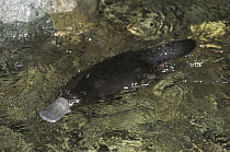 Platypus (Ornithorhynchus anatinus) swimming, native to Australia