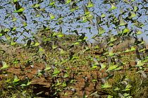 Budgerigar (Melopsittacus undulatus) flock flying, Western Australia, Australia