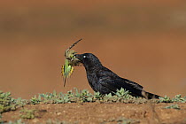 Australian Raven (Corvus coronoides) killing Budgerigar (Melopsittacus undulatus), Wannoo, Western Australia, Australia