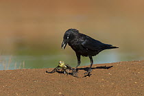 Australian Raven (Corvus coronoides) playing with Budgerigar (Melopsittacus undulatus) prey, Wannoo, Western Australia, Australia