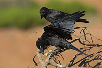 Australian Raven (Corvus coronoides) pair feeding on Budgerigar (Melopsittacus undulatus), Wannoo, Western Australia, Australia
