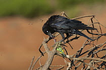 Australian Raven (Corvus coronoides) feeding on Budgerigar (Melopsittacus undulatus), Wannoo, Western Australia, Australia
