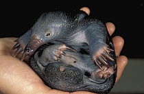 Short-beaked Echidna (Tachyglossus aculeatus) baby, called a puggle, in hand, native to Australia