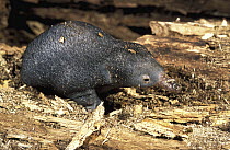 Short-beaked Echidna (Tachyglossus aculeatus) baby, called a puggle, native to Australia