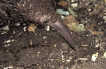 Long-beaked Echidna (Zaglossus bruijni) foraging for insects at night, native to Australia