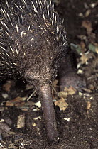 Long-beaked Echidna (Zaglossus bruijni) foraging for insects at night, native to Australia