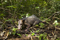 Common Opossum (Didelphis marsupialis), Panama City, Panama