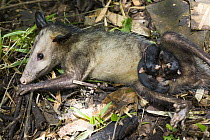 Common Opossum (Didelphis marsupialis) mother who was paralysed by a dog bite is able to raise her young in captivity, Panama City, Panama