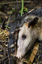 Common Opossum (Didelphis marsupialis) mother and young, Panama City, Panama