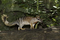 Numbat (Myrmecobius fasciatus), Perth Zoo, Western Australia, Australia